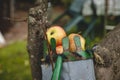 Autumn harvest of juicy and edible apples from a country apple orchard. An ancient tool for picking apples from remote places on Royalty Free Stock Photo