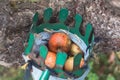 Autumn harvest of juicy and edible apples from a country apple orchard. An ancient tool for picking apples from remote places on Royalty Free Stock Photo