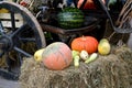 Autumn harvest melon against the background of the vehicle