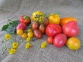 Autumn harvest of multicolored tomatoes and peppers