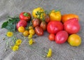 Autumn harvest of multicolored tomatoes and peppers