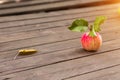 Autumn harvest. One red ripe Apple with yellow leaf Royalty Free Stock Photo