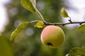 Autumn harvest. One ripe juicy apple hanging on branch. Selective focus on the apple, blurred background. Close-up. Royalty Free Stock Photo