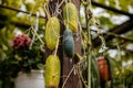 Autumn harvest. An overripe yellow and green cucumbers hang on a green stalk in the greenhouse. Vegetables and dry brown leaves,