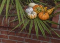 Autumn Harvest and Palmetto Leaves on Wall