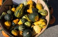 Autumn Harvest - Popular Colored Squash Royalty Free Stock Photo