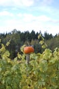 Autumn Harvest Pumpkin in a Vineyard
