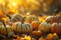 Autumn Harvest Pumpkins in Golden Light