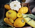 Autumn harvest, pumpkins, zucchini and green onions Royalty Free Stock Photo