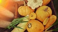 Autumn harvest, pumpkins, zucchini and green onions Royalty Free Stock Photo