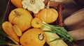 Autumn harvest, pumpkins, zucchini and green onions Royalty Free Stock Photo