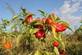 Autumn harvest of red peppers. Close peppers growing in the gard