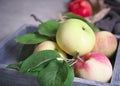 Autumn harvest: ripe, fragrant red-green apples in a wooden, gray box