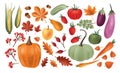 Autumn harvest set. Collection of ripe delicious vegetables, fresh fruits, berries, fallen leaves, acorns isolated on