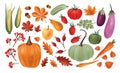 Autumn harvest set. Collection of ripe delicious vegetables, fresh fruits, berries, fallen leaves, acorns isolated on