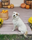 Autumn harvest terrace background. Halloween. Dog is near house. Pumpkins and flowers. Vacation home. Thanksgiving Day