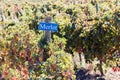 Autumn Harvest Time at a Lush Merlot Vineyard Under a Clear Sky Royalty Free Stock Photo