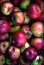 The autumn harvest time - the most favourit fruit - apples