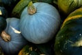 Autumn harvest of various squash from the Cucurbitaceae family Royalty Free Stock Photo