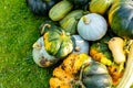 autumn harvest of various squash from the Cucurbitaceae family Royalty Free Stock Photo