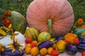 Autumn harvest Royalty Free Stock Photo