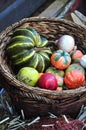 Autumn harvest vegetables