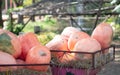 Autumn harvest vegetables on a cart pumpkin