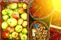 Autumn harvest - viburnum, mushrooms, apples