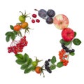 Autumn harvesting. Composition of fruits, berries on a white background. Apples, viburnum, dogwood, dog rose, rowan, chokeberry.