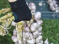 Autumn harvesting season. Hands hold braids of ripe garlic bulbs. Autumn agricultural work