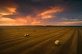 Autumn harvesting. Straw stacks on a beveled field at sunset.