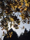 Tenacious leaves in autumn sunshine