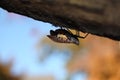 Spotted Lanternfly, Pregnant Female With Enlarged, Yellow Abdomen