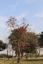 Autumn is here-Yellow, crimson, and colorful leaves on the branches of trees-Birds are sitting on the b