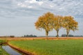 Three yellowed trees against a cloudy sky Royalty Free Stock Photo