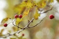 Autumn haw Royalty Free Stock Photo