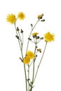 Autumn Hawkbit flowers Royalty Free Stock Photo