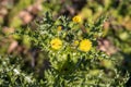 Autumn Hawkbit Leontodon Autumnalis flowering in Druidston