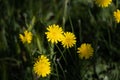 Autumn Hawkbit flowering in East Grinstead Royalty Free Stock Photo