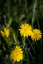 Autumn Hawkbit flowering in East Grinstead Royalty Free Stock Photo