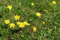 Autumn Hawkbit