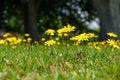 Autumn Hawkbit Leontodon Autumnalis