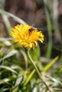 Autumn Hawkbit Leontodon Autumnalis flowering in Little Haven