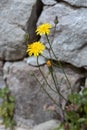 Autumn Hawkbit Leontodon Autumnalis growing in Riomaggiore Royalty Free Stock Photo