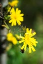 Close-up of yellow flowers of Autumn hawkbit or Leontodon autumnalis.