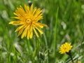 Autumn hawkbit Scorzoneroides autumnalis, beautiful yellow flower Royalty Free Stock Photo