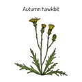 Autumn hawkbit Scorzoneroides autumnalis , or fall dandelion Royalty Free Stock Photo