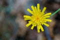 Autumn Hawkbit Scorzoneroides Autumnalis Royalty Free Stock Photo