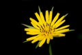 Autumn hawkbit Royalty Free Stock Photo