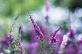 Autumn heather with bokeh